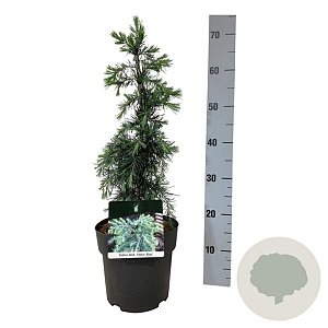 Cedrus deod. 'Feelin' Blue' 30-40 cm P21 piramide