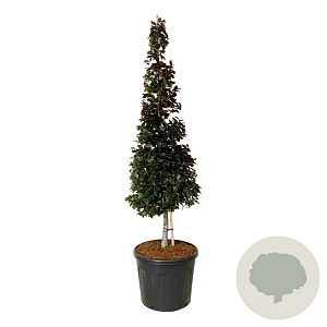 Fagus syl. 'Atropunicea' 200-225 cm cont. 90L