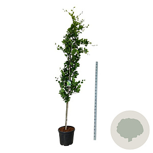 Fagus syl. 'Dawyck Gold' 250-300 cm cont. 55L extra