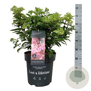 Hydrangea pan. Living Little Love 50-60 cm 14L