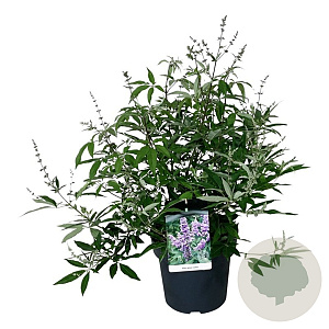 Vitex agnus-castus 60-80 cm 14L