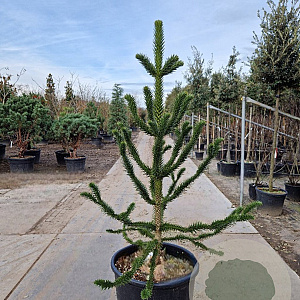 Araucaria araucana 190-200 cm container