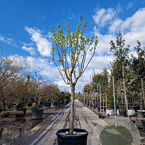 Diospyros kaki 'Rojo Brillante' 90 cm stam container 18-20