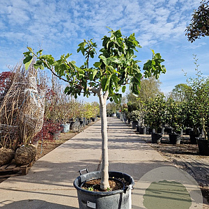 Ficus carica 80 cm stam container 18-20
