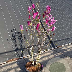 Magnolia 'Susan' 100-125 cm 20L