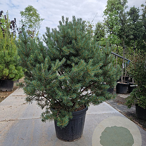 Pinus sylvestris 120-140 cm cont. 95L solitair