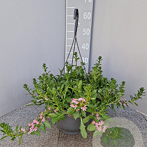 Scaevola aemula hangpot 27cm rose