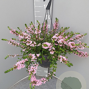 Scaevola aemula hangpot 27cm rose