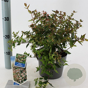 Abelia grandiflora 20-25 cm 2,0L
