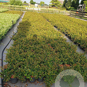 Abelia grandiflora 20-25 cm 2,0L