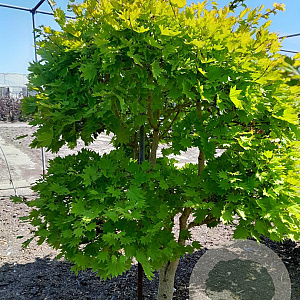 Acer shirasawanum 'Aureum' 200 cm met kluit
