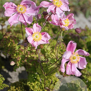 Anemone hyb. 'Lady Gilmour' GM P9
