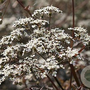 Anthriscus sylvestris 'Ravenswing' GM P9
