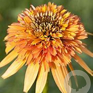 Echinacea 'Marmalade' GM P9
