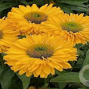 Echinacea Sunseekers Golden Sun GM P9