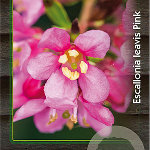 Escallonia laevis Pink Elle 30-40 cm 3,0L