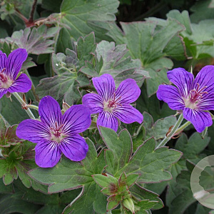Geranium 'Lakwijk Star' GM P9