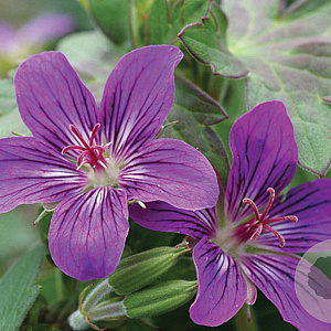 Geranium 'Lakwijk Star' GM P9