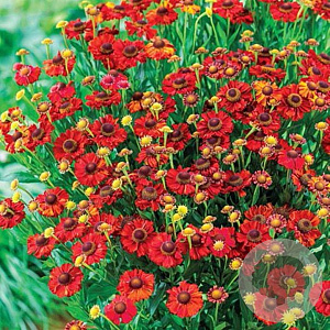 Helenium 'Hot Lava' GM P9