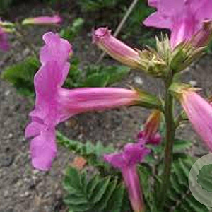 Incarvillea delavayi GM P9