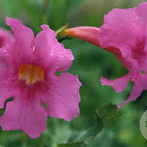 Incarvillea delavayi GM P9