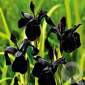 Iris chrysog. 'Black Form' GM P9