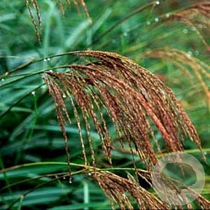 Miscanthus transmorrisonensis GM  P11