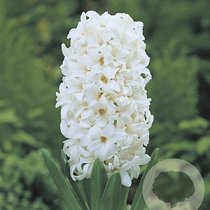 Hyacinthen White Pearl 15-17CM verpakt per 50