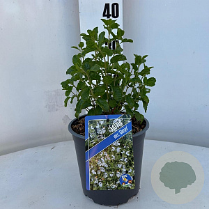 Salvia micr. 'Gletsjer' 25-30 cm 2,0L
