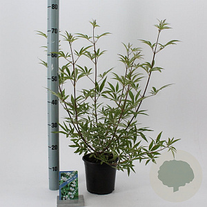 Vitex agnus-castus 'Albus' 30-35 cm 2,0L