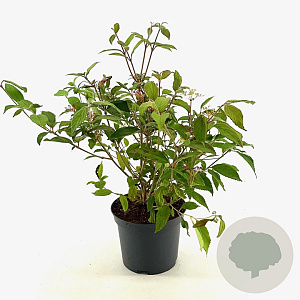 Viburnum plic. 'Watanabe' 30-40 cm 3,0L