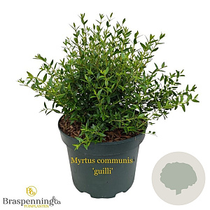 Myrtus communis 'guilli' 30-40 cm 3,0L