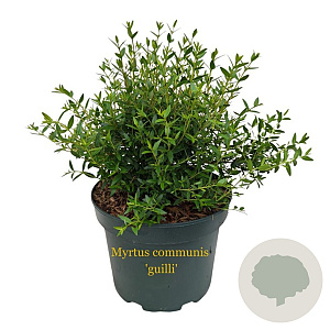 Myrtus communis 'guilli' 30-40 cm 3,0L
