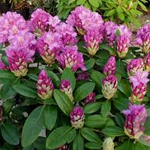 Rhododendron 'Pink Purple Dream' 30-40 cm 5,0L struik