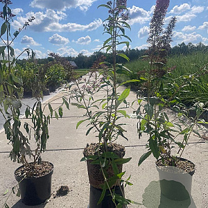 Buddleja d. 'Pink Delight' 50-60 cm 3,0L