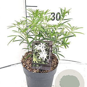 Choisya 'Aztec Pearl' 20-30 cm 2,0L