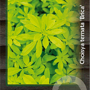 Choisya ternata 'Brica' 30-40 cm 5,0L