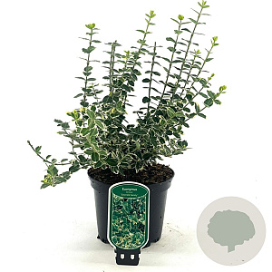 Euonymus fort. 'Emerald Gaiety' 20-30 cm 2,0L