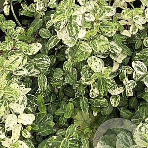 Euonymus fort. 'Silverstone' GM 2,0L