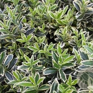 Euonymus jap. 'Microphyl. Albovar.' 20-25 cm 2,0L