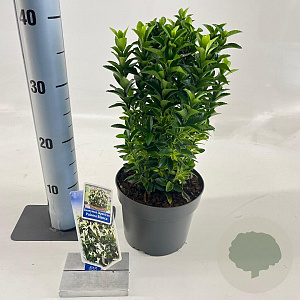 Euonymus jap. Paloma Blanca 20-25 cm 2,0L