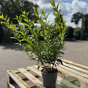 Forsythia int. Minigold 30-40 cm 2,0L