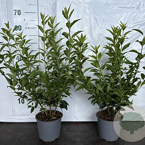 Forsythia int. Minigold 30-40 cm 2,0L