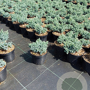 Juniperus squamata 'Blue Star' 15-20 cm 2,0L