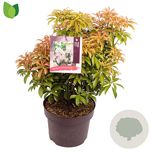 Pieris japonica 'Bonfire' 30-40 cm 5,0L