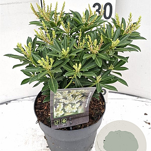 Pieris jap. 'Debutante' 30-40 cm 5,0L