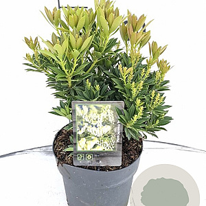 Pieris jap. 'Prelude' 30-40 cm 5,0L