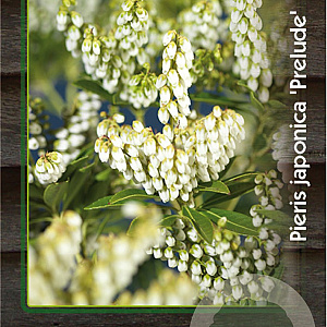 Pieris jap. 'Prelude' 30-40 cm 5,0L