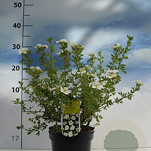 Potentilla f. 'Abbotswood' 20-30 cm 2,0L