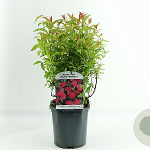 Spiraea jap. 'Anthony Waterer' 20-30 cm 2,0L